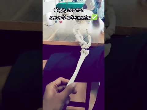 our downfall started when comes☠️⚡ #anatomy #skeleton #bones #medico #bhms #mbbs #sahiba  #shorts