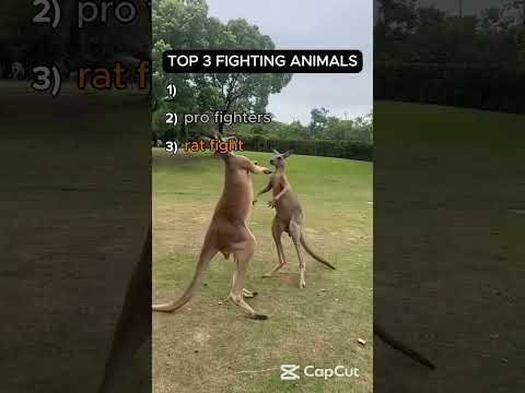top 3 fighting animals