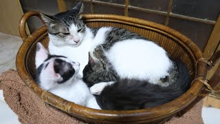 かごの子猫とさばじろう　250805