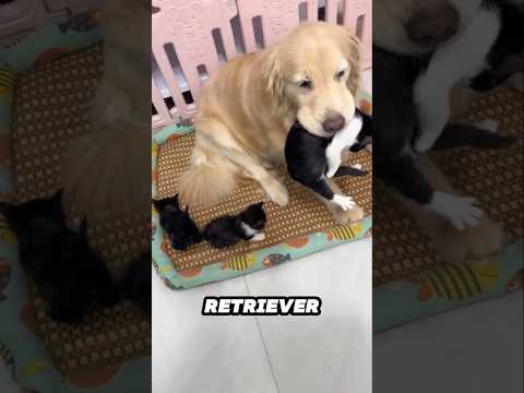 This cat still thinks the Golden Retriever is her mom ❤ サムネイル