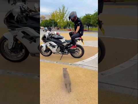 🚴♂️ Biker Boy & His Cool Cat 🐱 On A Ride!"#shorts