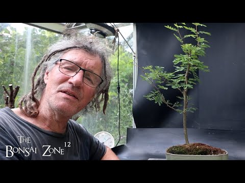 Pruning My Acacia Tree and Updates, The Bonsai Zone, July 2025