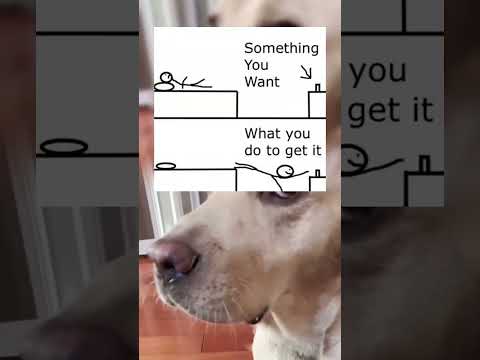 #memes #story #dog #shorts #pets