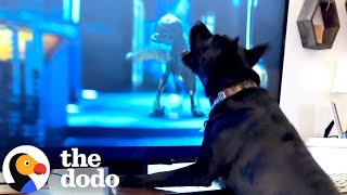 Dog Loves Watching TV — And Has A Favorite Movie Too | The Dodo