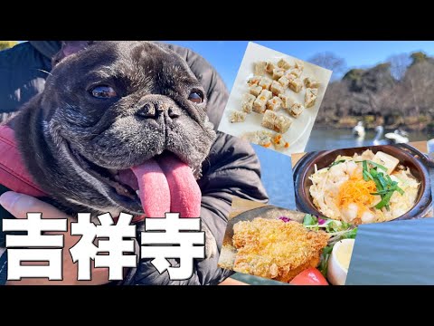 愛犬と吉祥寺散歩　犬カフェに居酒屋ランチでお腹いっぱい！