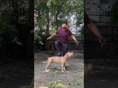 Sabse bada dhokebaaz👹 kon ?  #amanandbully #pitbulldog