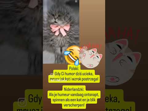 💚🫶😻Als je humeur vandaag ontsnapt,spinnen als een kat en je blik verscherpen! #voorjou #funny #cats