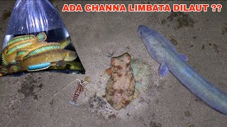 PERTAMA KALI..!! Menemukan Banyak Hewan Aneh Saat Mancing Channa Limbata Didekat Laut