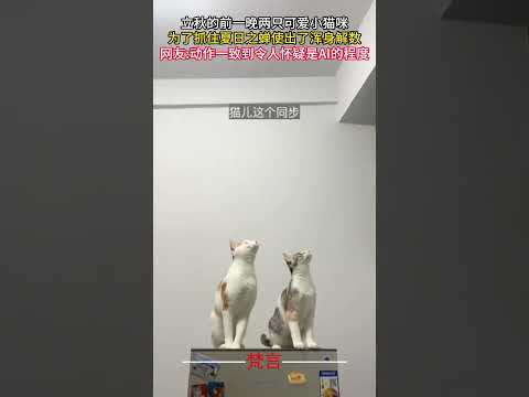 立秋の前夜に可愛い小猫が夏の蝉を一生懸命追いかける様子を紹介 サムネイル
