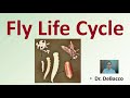 Blowfly Life Cycle and Forensics