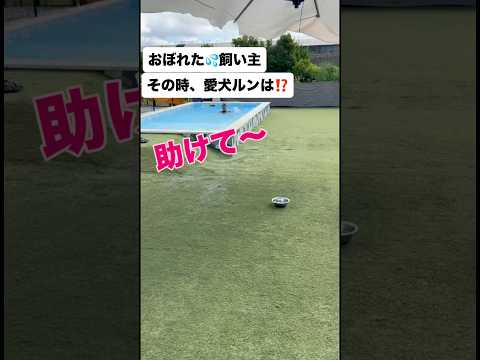 溺れた飼い主、その時、愛犬は⁉