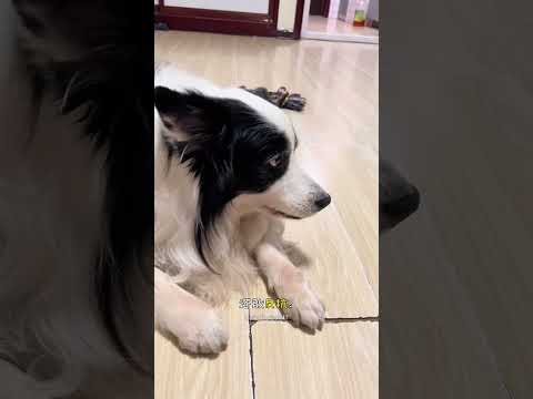 分不清好赖 #边牧 #我和我的狗 #养狗的乐趣 #小狗狗能有什么坏心思