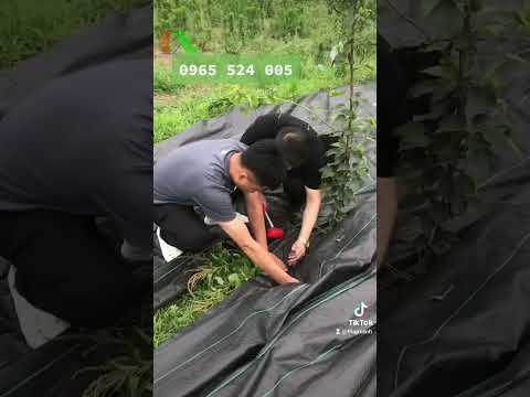 🔴 BẠT PHỦ NÔNG NGHIỆP PP-90G – Diệt Cỏ, Giữ Ẩm, Chống Xói Mòn – Giải Pháp Thông Minh Cho Vườn Cây