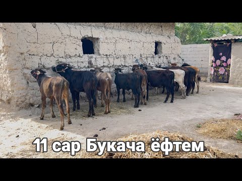 11 сар Букача фуруши Арзон +992 901 40 00 80,   10 июня 2025 г.