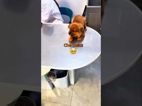 🐶 Vita da cani (PARTE 18)