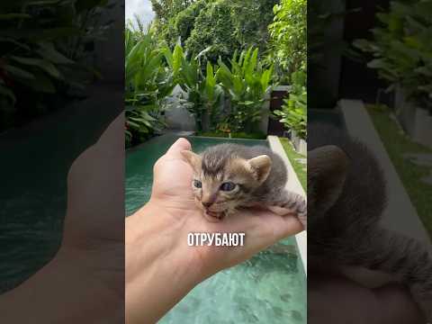 😱😱😱ОТРУБАЮТ КОТАМ ХВОСТЫ???