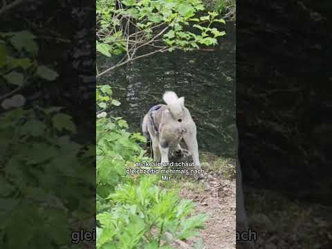 So schicke ich Yuka Wasser zu trinken #tauberhund #hunde #akita #hundetraining #shorts