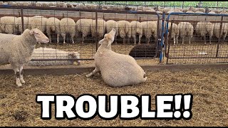 This mama needs HELP!!  ...and now I know why.  ~ Summer Lambing 2025