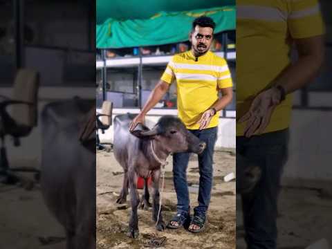 Choti Height ka Bhensa #asif_std #mumbra #mumbai #star_goats_farm #goat #albinobuffalo #viral #cow