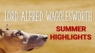 Lord Alfred Wagglesworth Summer Highlights!