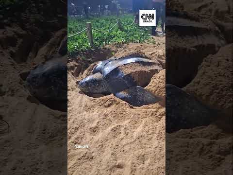 ​Tartaruga-gigante é vista no litoral do Espírito Santo | CNN Brasil