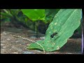 Vertebrate Characteristics and Classification