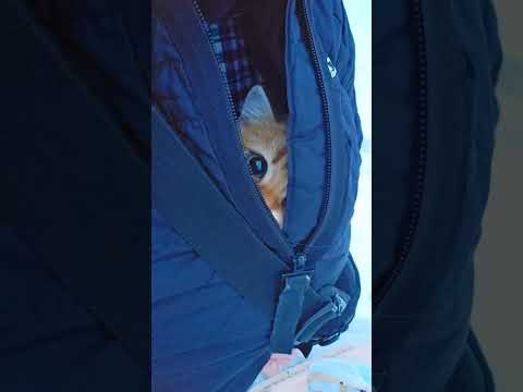 Marcel is going to the Netherlands 🚗 to his new parents❤️