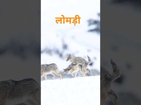 🦊 Cute Fox Video | Wild Fox Shorts | Animal Lover #animals