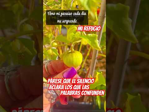 Tómatelo otra de Las bendiciones en mi paraíso gracias Dios 🙏❤️