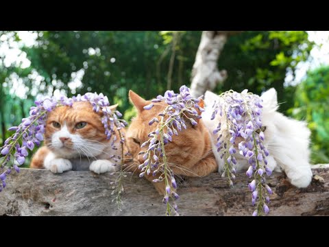 猫の動画サムネイル - 藤の花　のせ猫　250602
