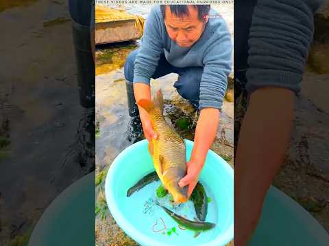 বাবা কতো গুলো মাছ পেলো | #shorts #facts