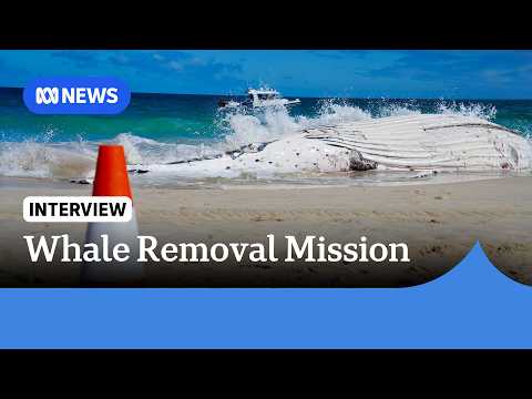 Sharks could stay at <strong>Perth</strong> beach weeks after whale carcass removal, expert says | ABC NEWS