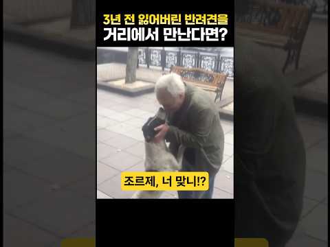 3년 전 잃어버린 반려견을 거리에서 만난다면?
