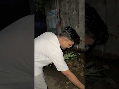 একসাথে দুই গরু