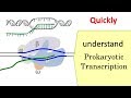Transcription Mechanisms and Factors
