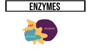 Reactions and Enzymes