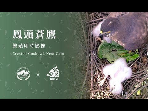 2019大安森林公園鳳頭蒼鷹巢位直播 - Crested Goshawk Nest Cam (Taipei, Taiwan) - YouTube