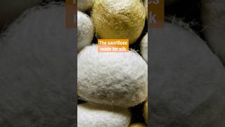 The Sacrifices Made For Silk | #DeepLook #Shorts