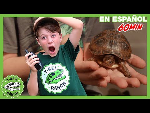 Mi mascota la tortuga 🐢| Videos de dinosaurios y juguetes para niños