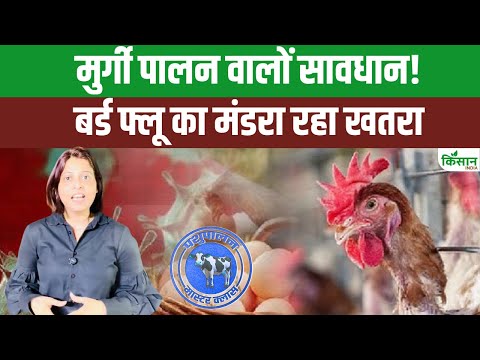 Bird Flu का कहर | इतनी सारी मुर्गियां मारी जाएंगी | कैसे फैलता है बर्ड फ्लू? बचाव के उपाय जानिए