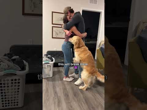 NO hugs allowed in Chili’s house #dogshorts #goldenretriever #puppy #dogs #puppies #funnyvideos