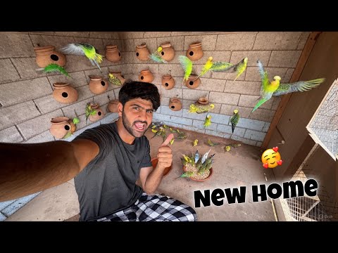 Finally Parrots Ko New Ghar Main Shift Kr Dia