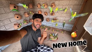 Finally Parrots Ko New Ghar Main Shift Kr Dia
