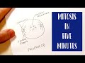 Mitosis Process and Structures