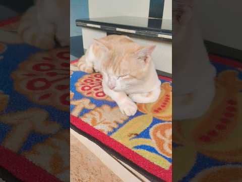 എനിക്ക് ഉറക്കം വരുന്നു 😴🥱#catmemes #catvideos #catlovers #subscribenow #petlovers