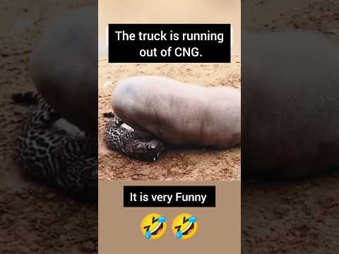 ​Cat vs. Pig: A Hilarious Battle!#Shorts #FunnyAnimals #CuteAnimals #CatVsPig