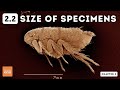 Microscopy and Measurement Concepts