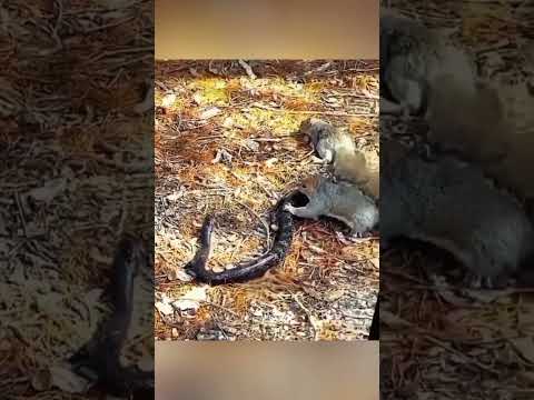 Squirrel Saves Baby from Snake 🐍🐿️ #animals #nature #wildlife
