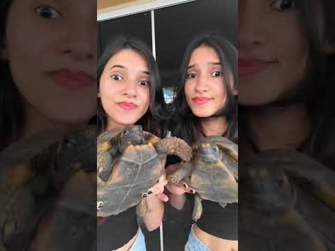 Motivos para você ter uma jabuti de estimação