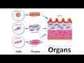 Functions and Roles of Tissues